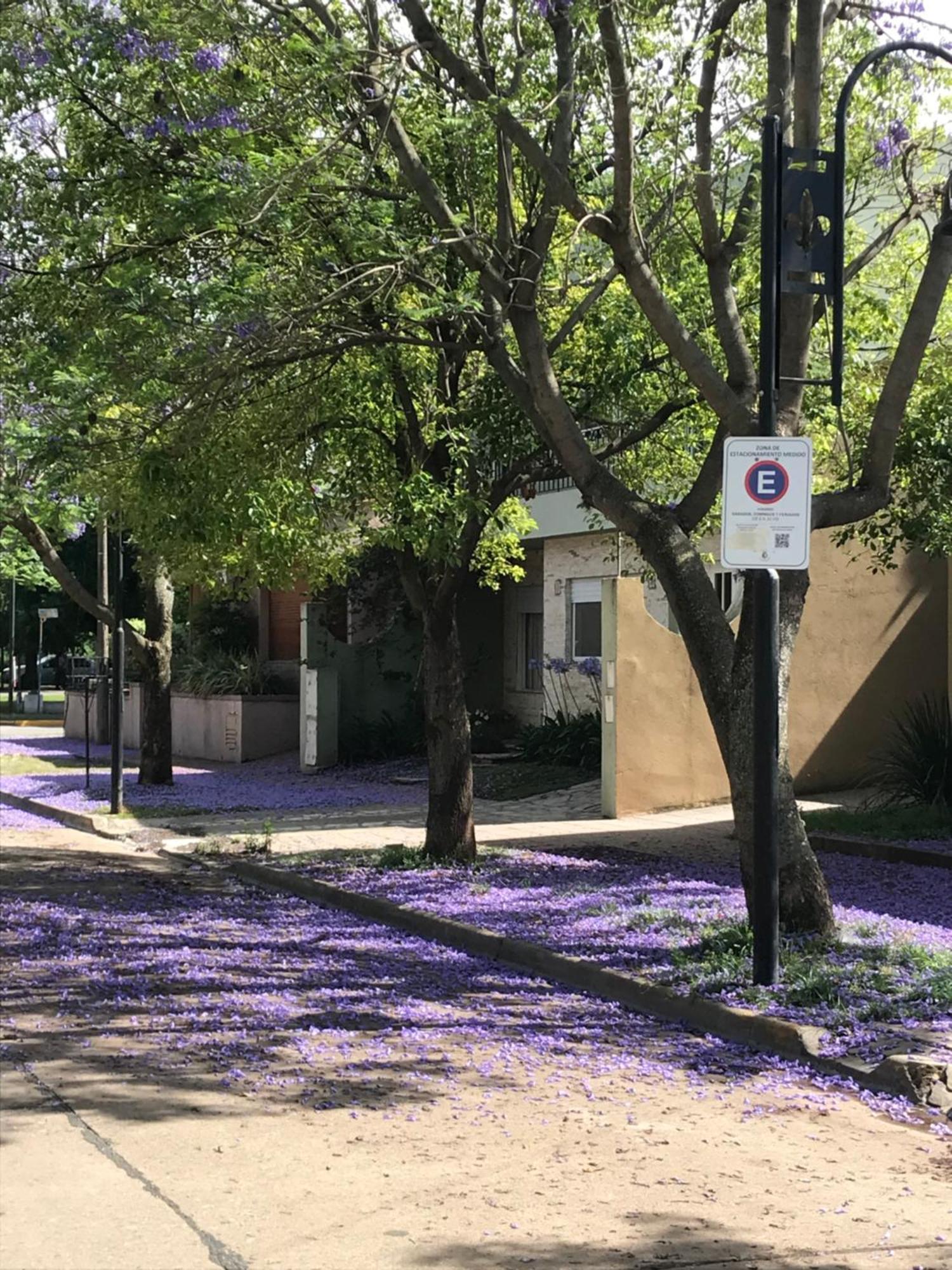 Boulevard Alsina 5 Apartment